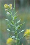 Alyssum montanum L. subsp. montanum