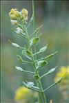 Alyssum montanum L.