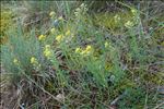 Alyssum montanum L.