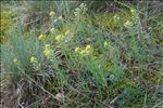 Alyssum montanum L.