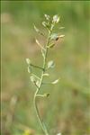 Alyssum montanum L. subsp. montanum