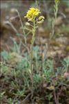 Alyssum montanum L. subsp. montanum