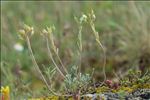 Alyssum montanum L.