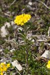 Alyssum montanum L.