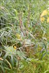 Ambrosia artemisiifolia L.