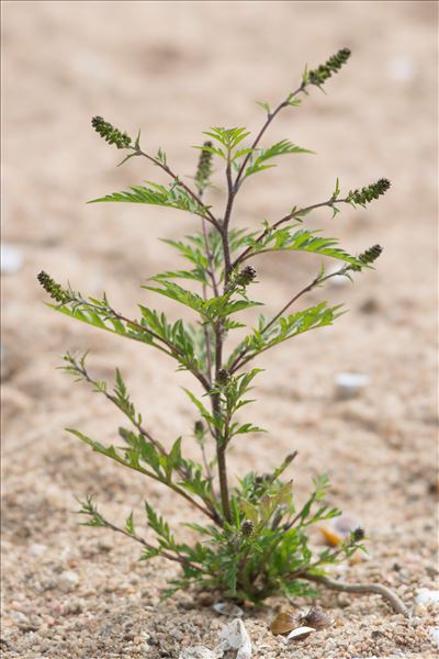 Ambrosia artemisiifolia L.