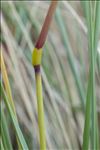 Ammophila arenaria (L.) Link