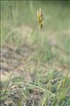 Bromus hordeaceus subsp. thominei (Hardouin) Braun-Blanq.