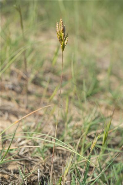 Bromus hordeaceus subsp. thominei (Hardouin) Braun-Blanq.