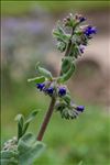 Anchusa officinalis L.