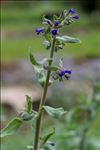 Anchusa officinalis L.