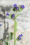 Anchusa officinalis L.