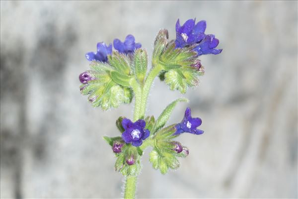 Anchusa officinalis L.