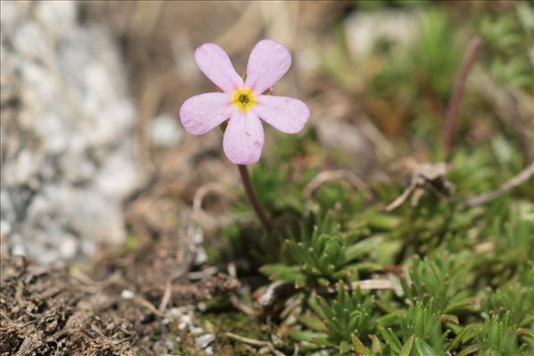 Androsace laggeri A.L.P.Huet