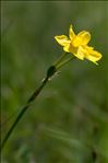 Narcissus assoanus Dufour