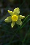 Narcissus assoanus Dufour