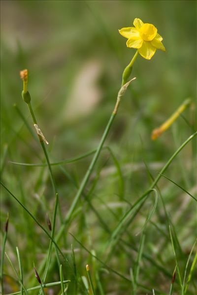 Narcissus assoanus Dufour