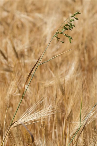 Bromus secalinus L.