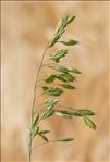 Bromus secalinus L.