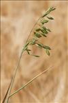 Bromus secalinus L.