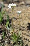 Androsace obtusifolia All.