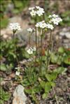 Androsace obtusifolia All.