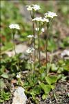 Androsace obtusifolia All.