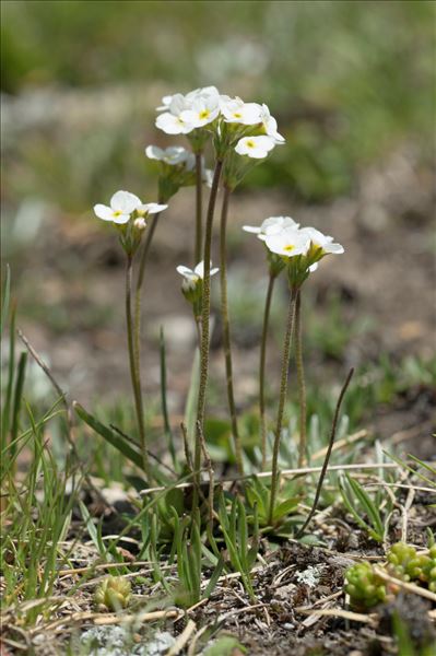 Androsace obtusifolia All.