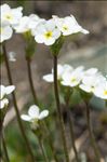 Androsace obtusifolia All.