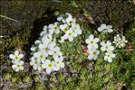 Androsace pubescens DC.