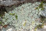 Androsace argentea (C.F.Gaertn.) Lapeyr.