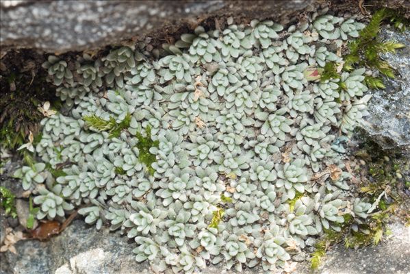 Androsace argentea (C.F.Gaertn.) Lapeyr.