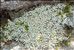Androsace argentea (C.F.Gaertn.) Lapeyr.