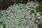 Androsace argentea (C.F.Gaertn.) Lapeyr.