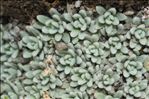 Androsace argentea (C.F.Gaertn.) Lapeyr.