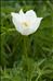 Anemone alpina L.