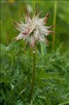 Anemone alpina subsp. cantabrica (Laínz) B.Bock