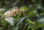 Buddleja davidii Franch.