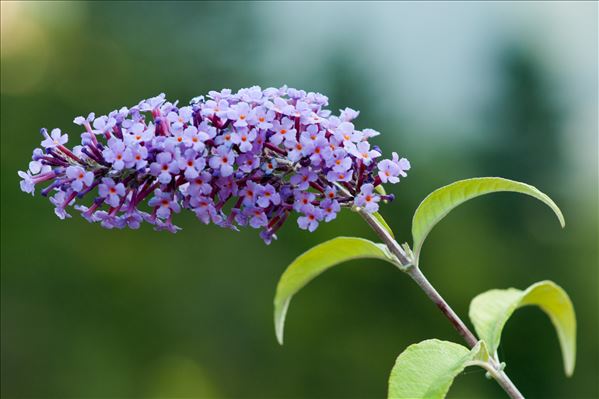 Buddleja davidii Franch.