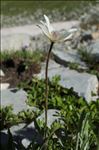 Anemone baldensis L.