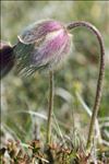 Anemone vernalis L. var. vernalis