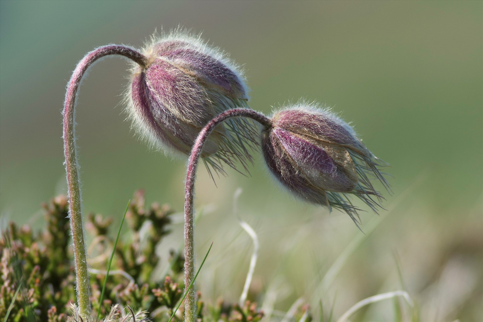 Anemone vernalis L. - Préservons la Nature
