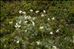 Antennaria carpatica (Wahlenb.) Bluff & Fingerh.