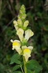 Antirrhinum majus subsp. latifolium (Mill.) Bonnier & Layens