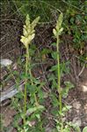 Antirrhinum majus subsp. latifolium (Mill.) Bonnier & Layens