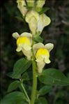 Antirrhinum majus subsp. latifolium (Mill.) Bonnier & Layens