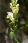 Antirrhinum majus subsp. latifolium (Mill.) Bonnier & Layens