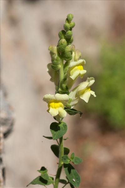 Antirrhinum majus subsp. latifolium (Mill.) Bonnier & Layens