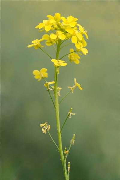 Bunias orientalis L.