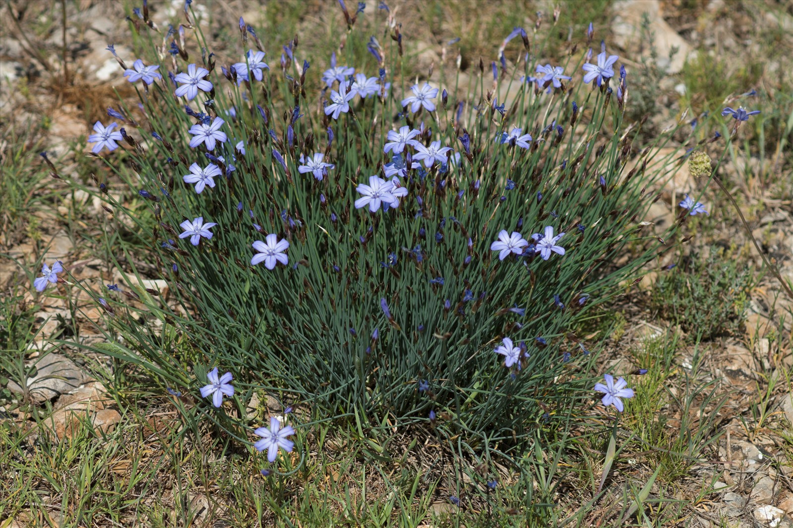 Jonca Aphyllanthes monspeliensis L.